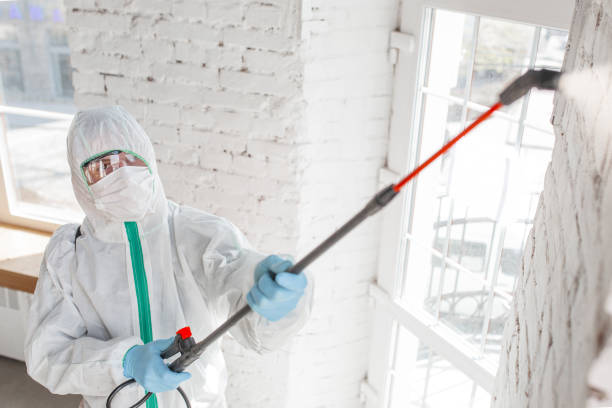 Best Attic Mold Removal  in Thunderbolt, GA