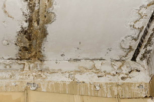  Thunderbolt, GA Mold Removal Pros