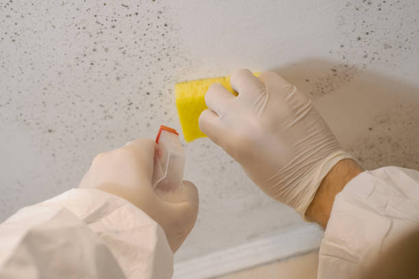 Best Dehumidification Services  in Thunderbolt, GA